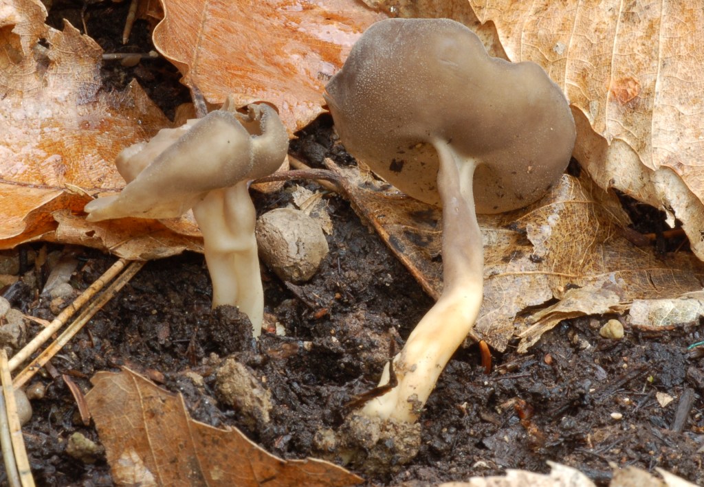 Helvella macropus? (cfr. Helvella villosa)